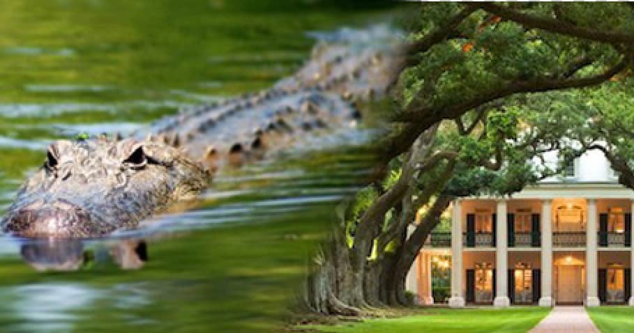 Alligator swimming past oak trees with plantation in background, Louisiana