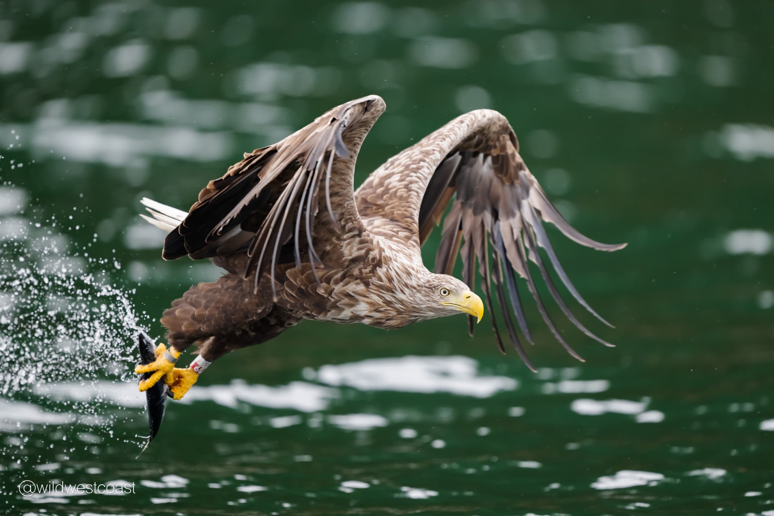 Capturing White Tailed Eagles: Photography Adventures in Tobermory’s Sound of Mull