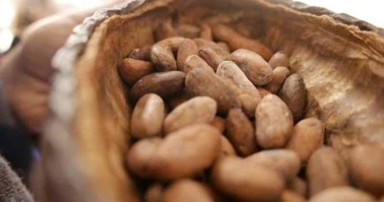 Chocolate Tasting & History Tour in Montreal with Round Table Tours