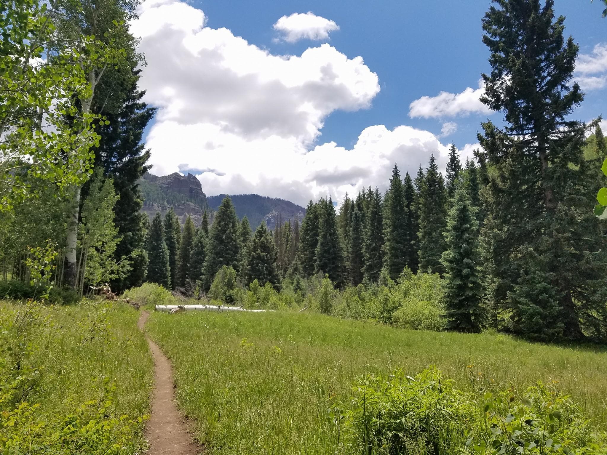 Scenic meadow trail through aspens and evergreen trees
