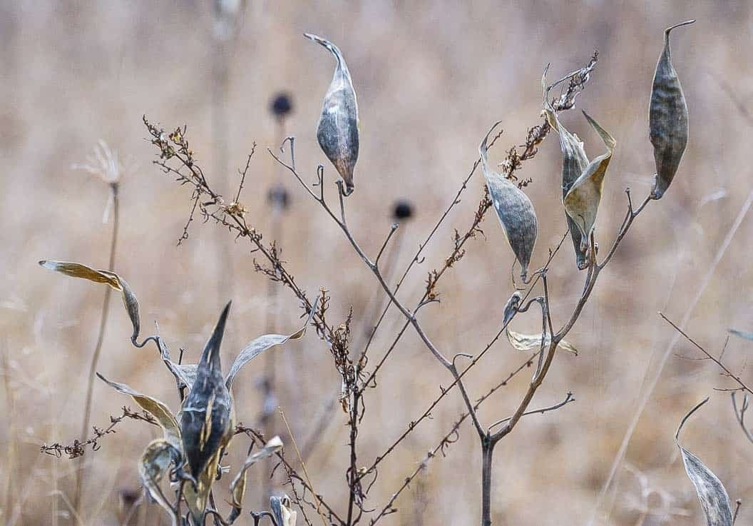 Winter Wildflowers at Bowman's Hill: Identify Native Plants in New Hope