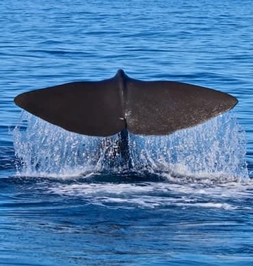 Biologist-Led Whale Watching Zodiac Tour in Horta, Faial — Support Whale Project Azores