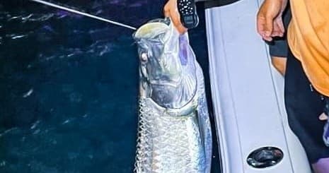 Tarpon Nighttime Fishing with Pelagic Pirate Charters Miami