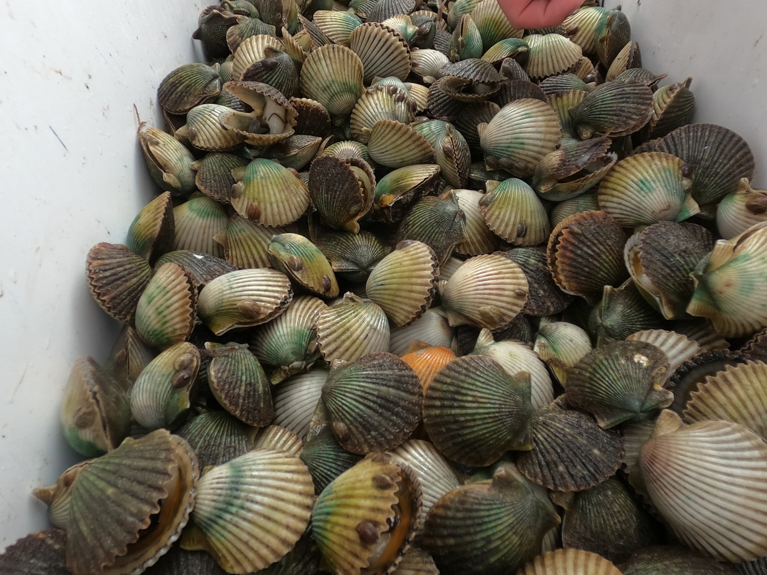 Port St. Joe Scalloping with T-Man's Charters: A Waterfront Adventure