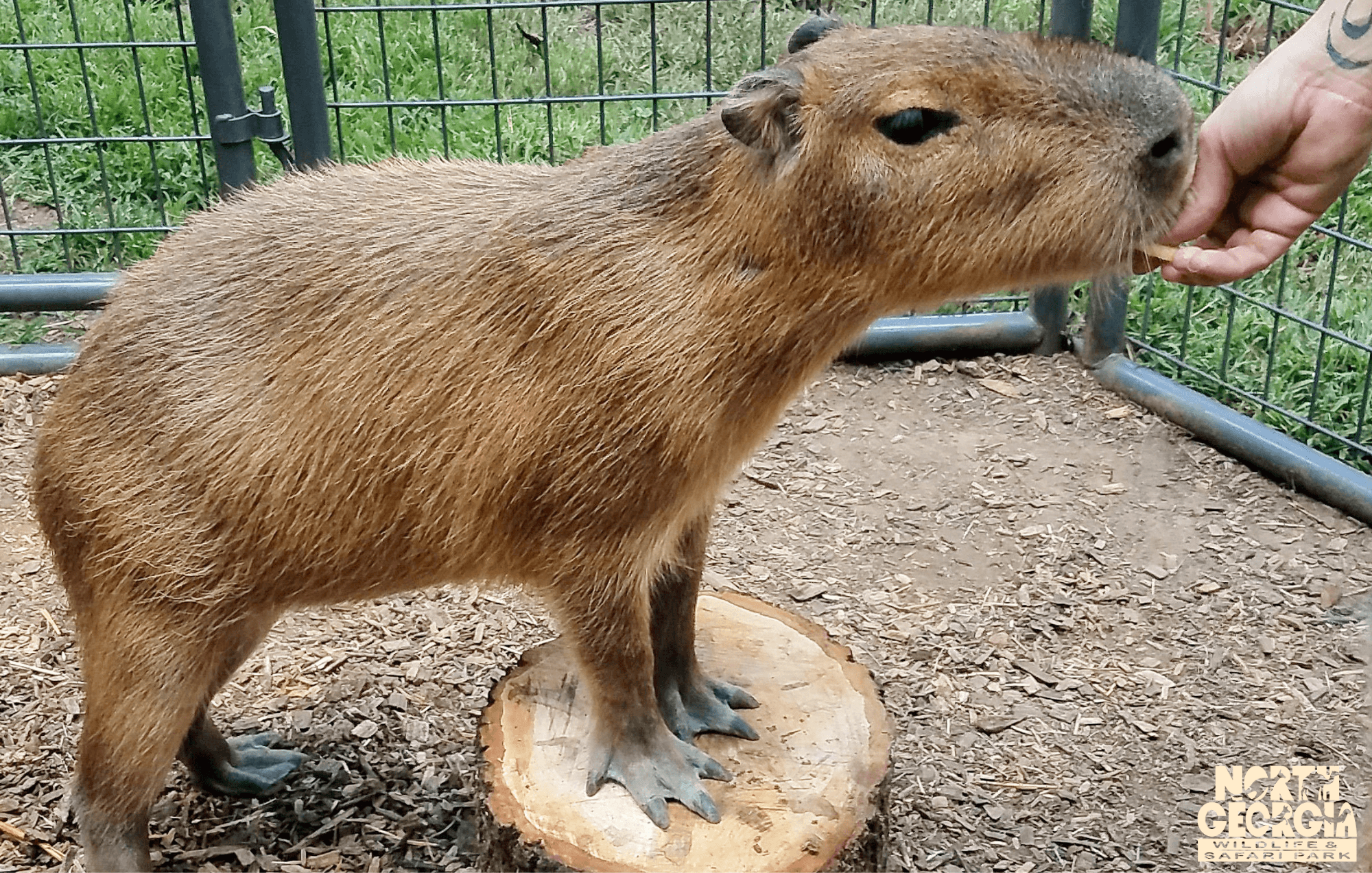 Young Capybara Experience at North Georgia Wildlife & Safari Park