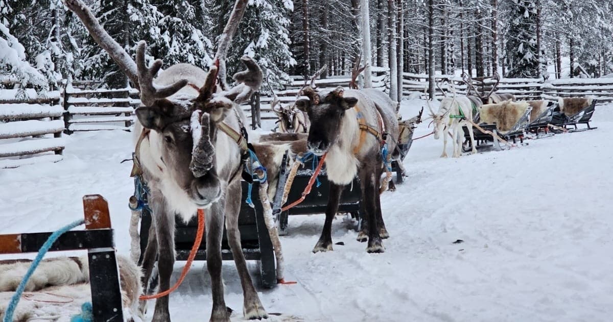 Winter Wildlife & Reindeer Ride with Aavasaksa Adventures