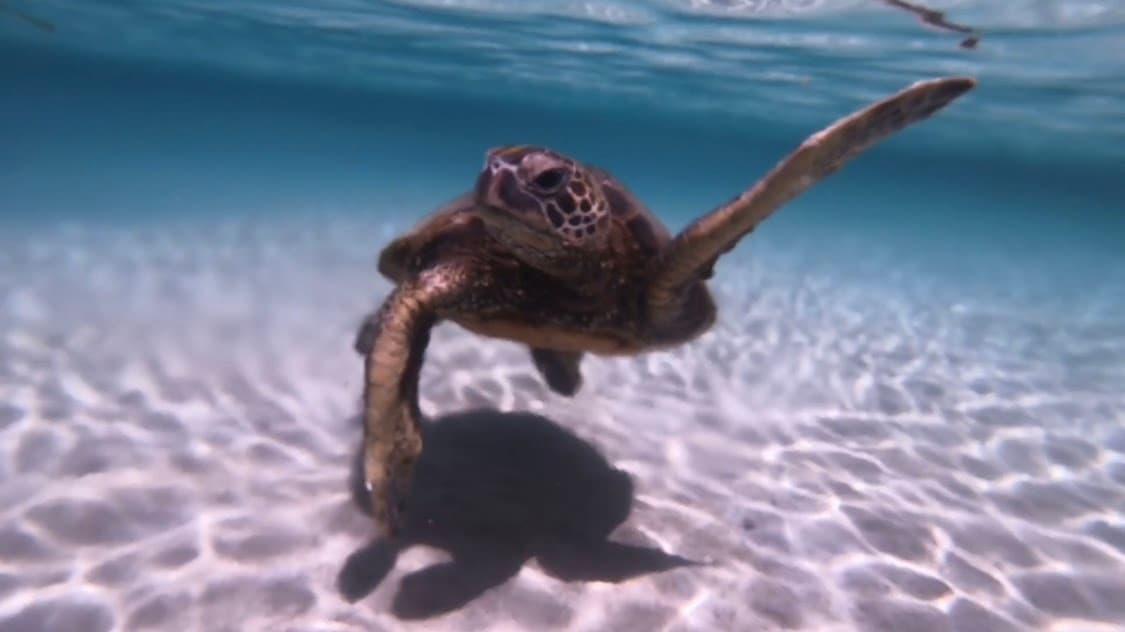 Hawaiian Honu & Reef Snorkel Tour by Bathing Suits and Rain Boots