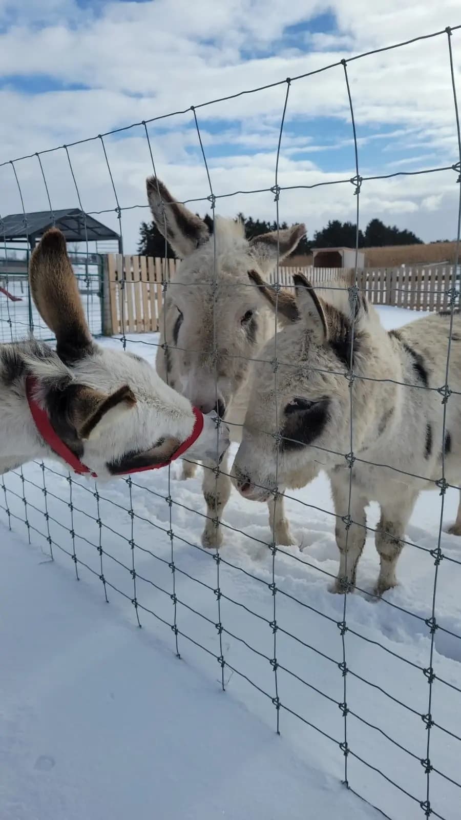 Miniature Donkey Snuggles in Bright, Ontario — Donkey Walks & Cuddles photo 2