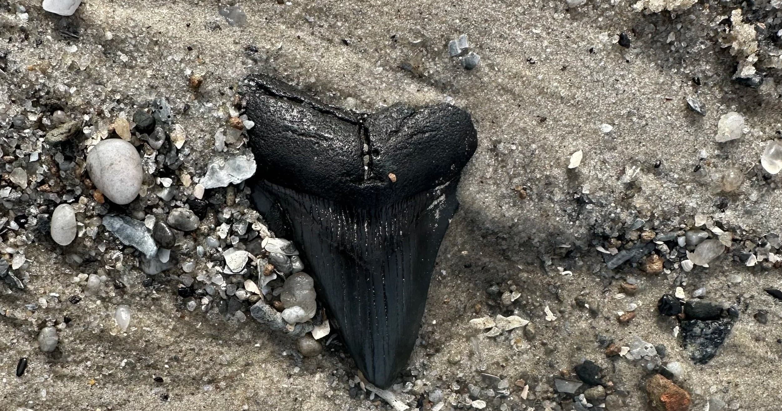 Coastal Discoveries, LLC team