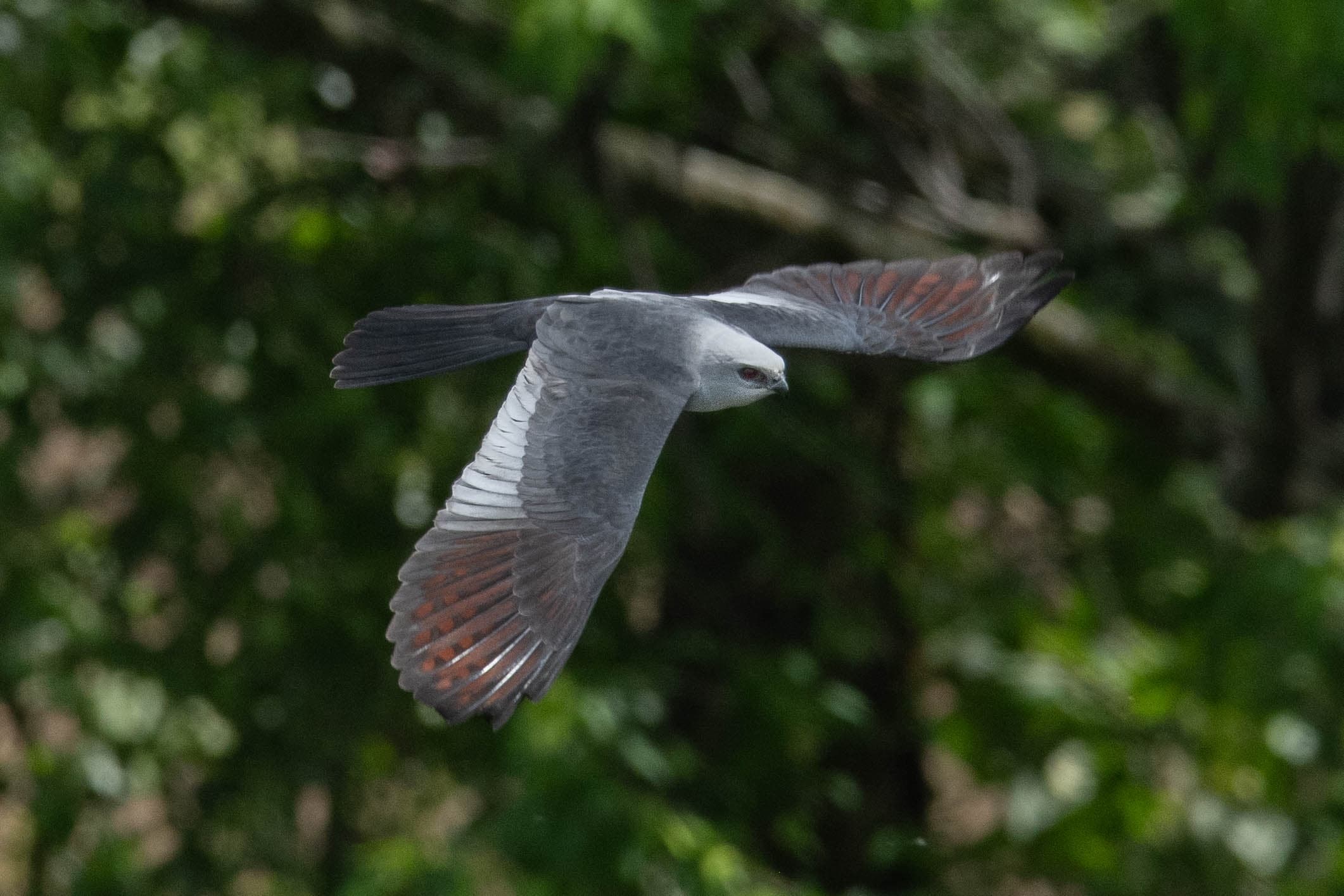 Mississippi Kite Flight: Spring Raptor Spectacle at Broad and Saluda River Confluence photo 2