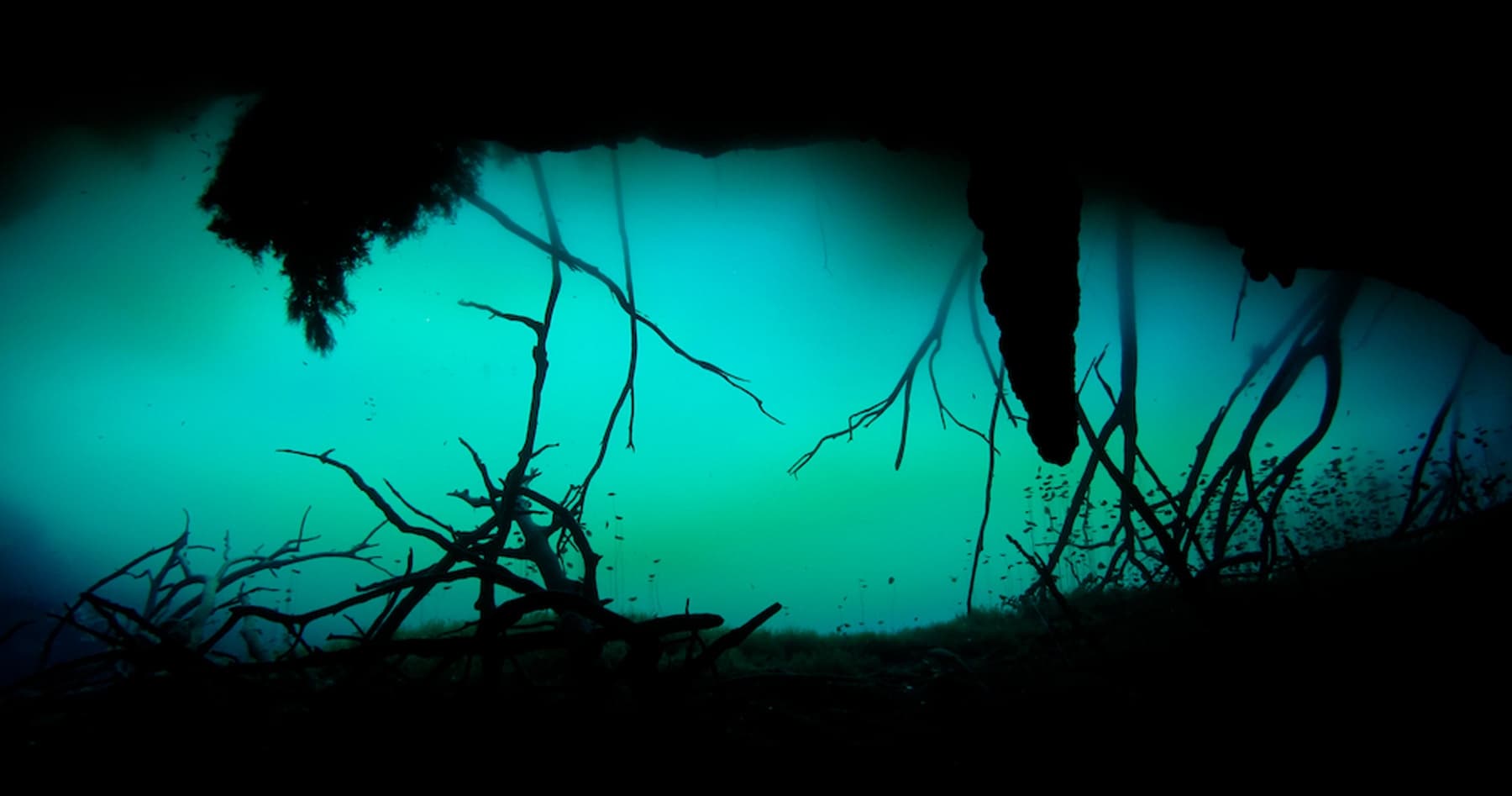 Cenote Dive: Guided Cavern Dives from Playa del Carmen photo 4