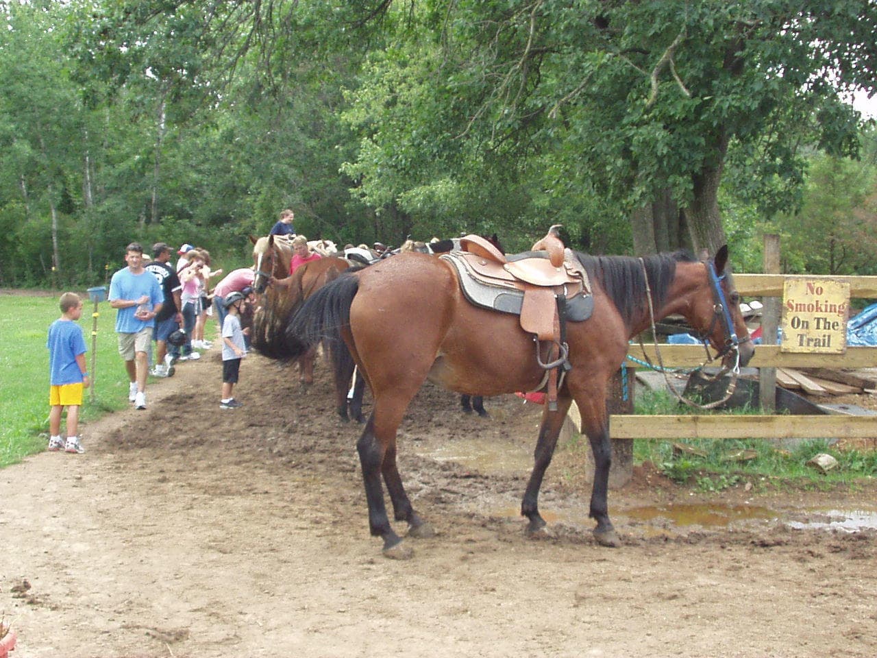 Saddled horses tethered at trailhead with visitors in green park