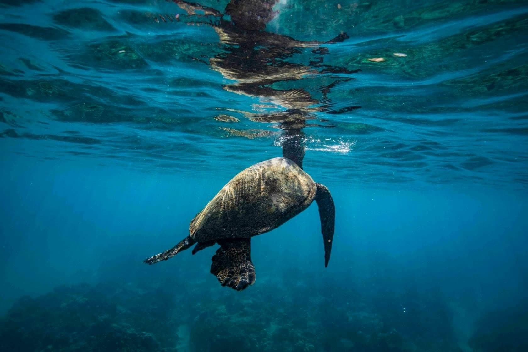 Conservation Snorkeling with Sea Turtles in Honolulu
