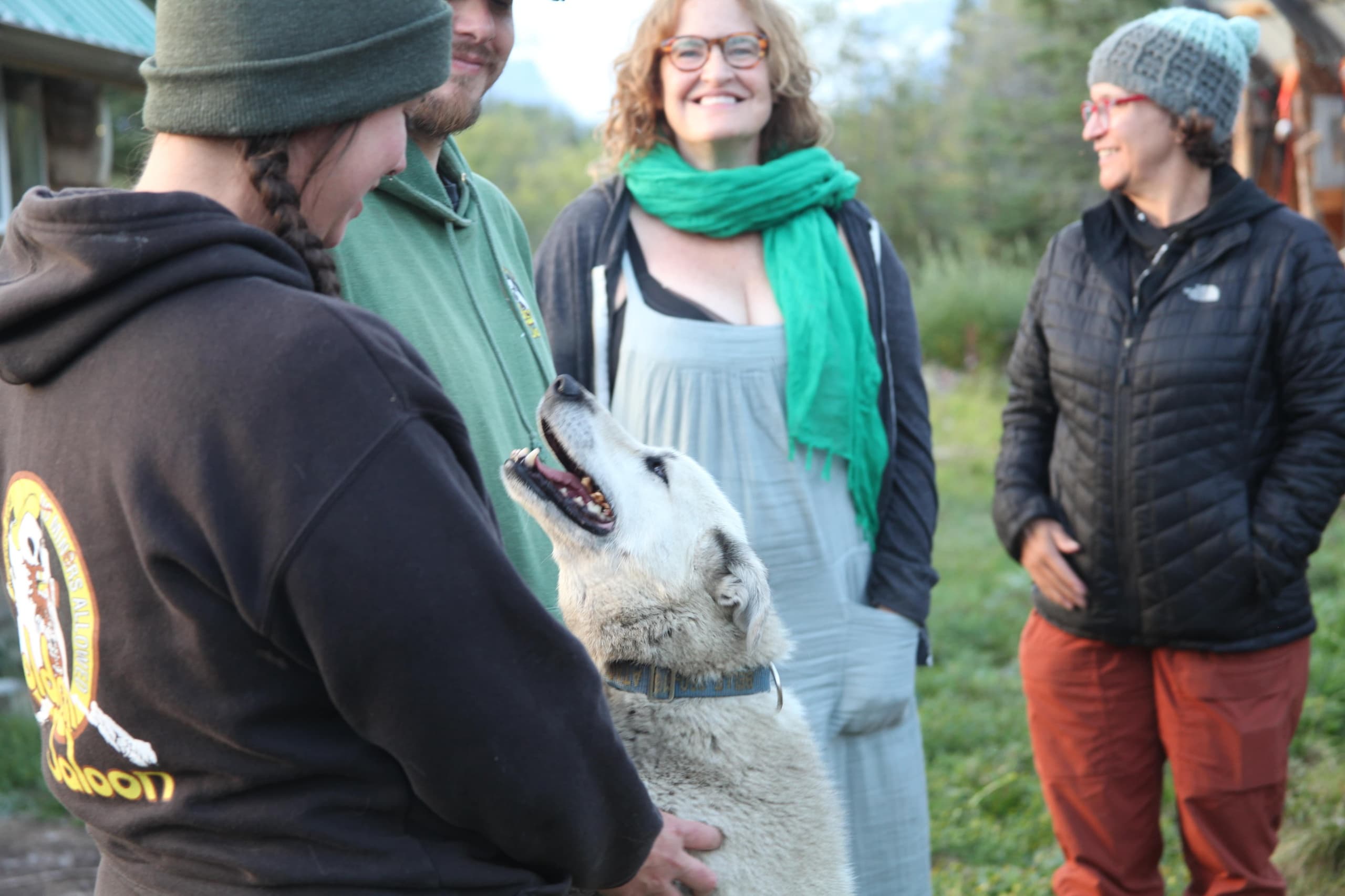 Meet Alaskan Sled Dogs: Kennel Tour at Waylon's Way in McCarthy, AK