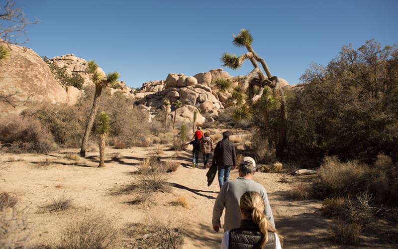 Hikers walking desert trail among Joshua trees on trek