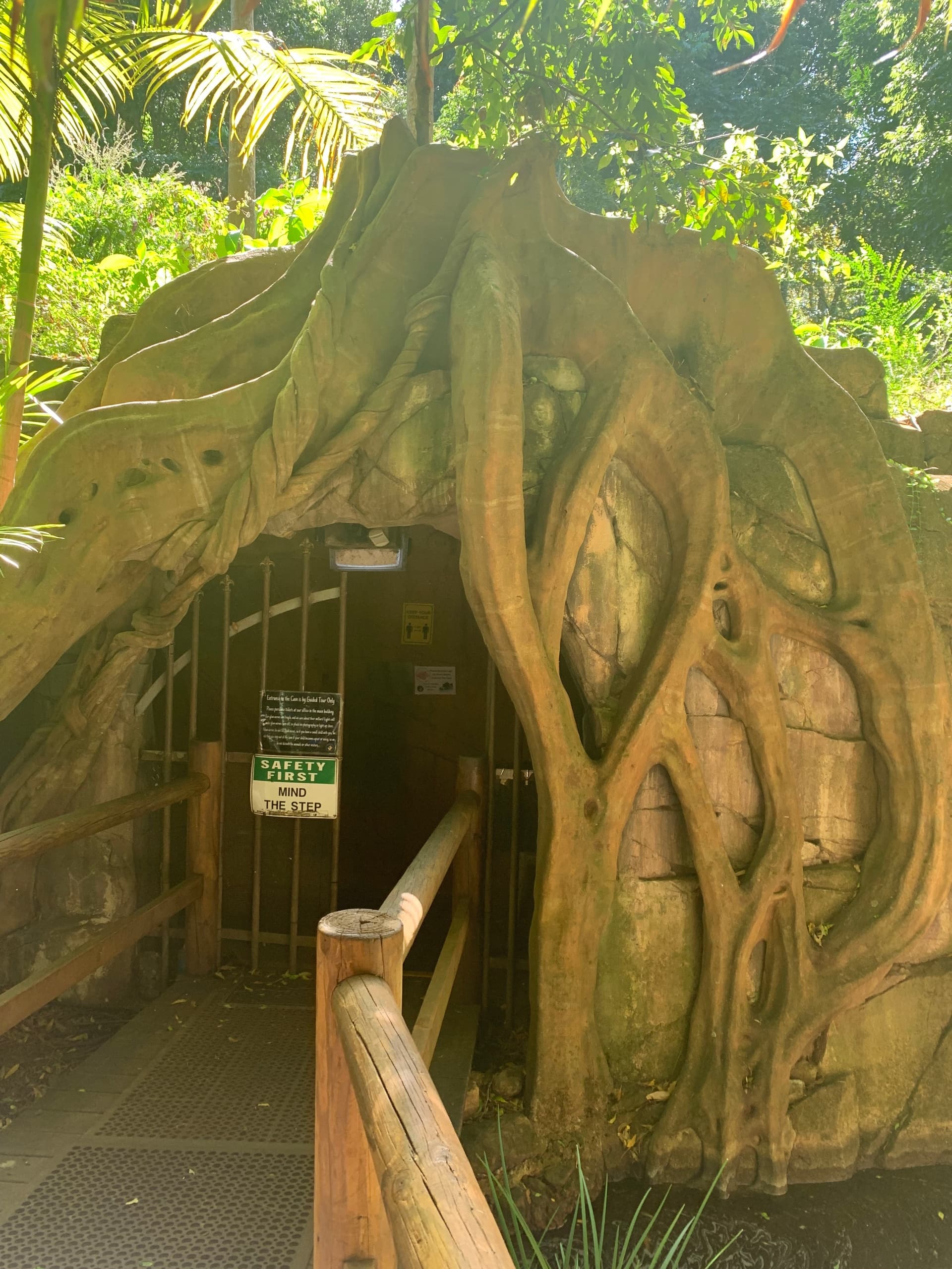 Canopy Walks, Glow Worms and Village Flavors on Tamborine Mountain photo 2