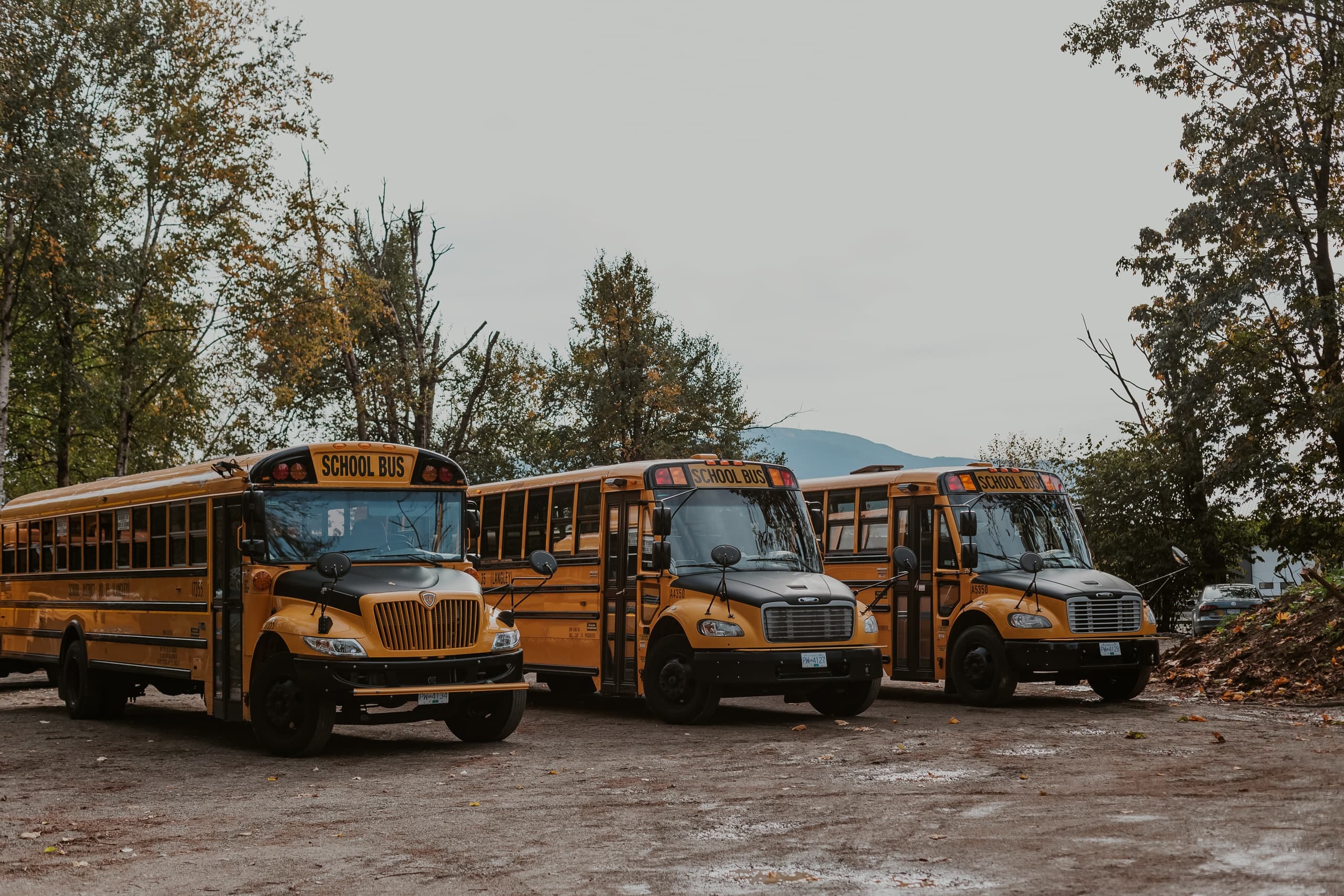 Parked yellow school buses at rural lot near wooded trees