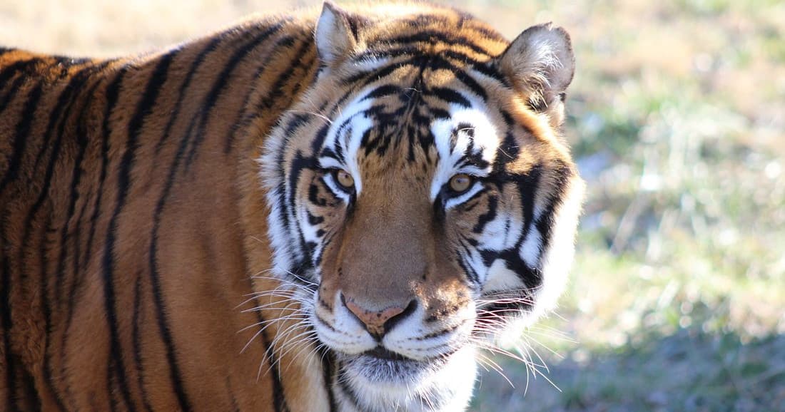 Explore Cedar Cove Feline Tours in Louisburg, Kansas