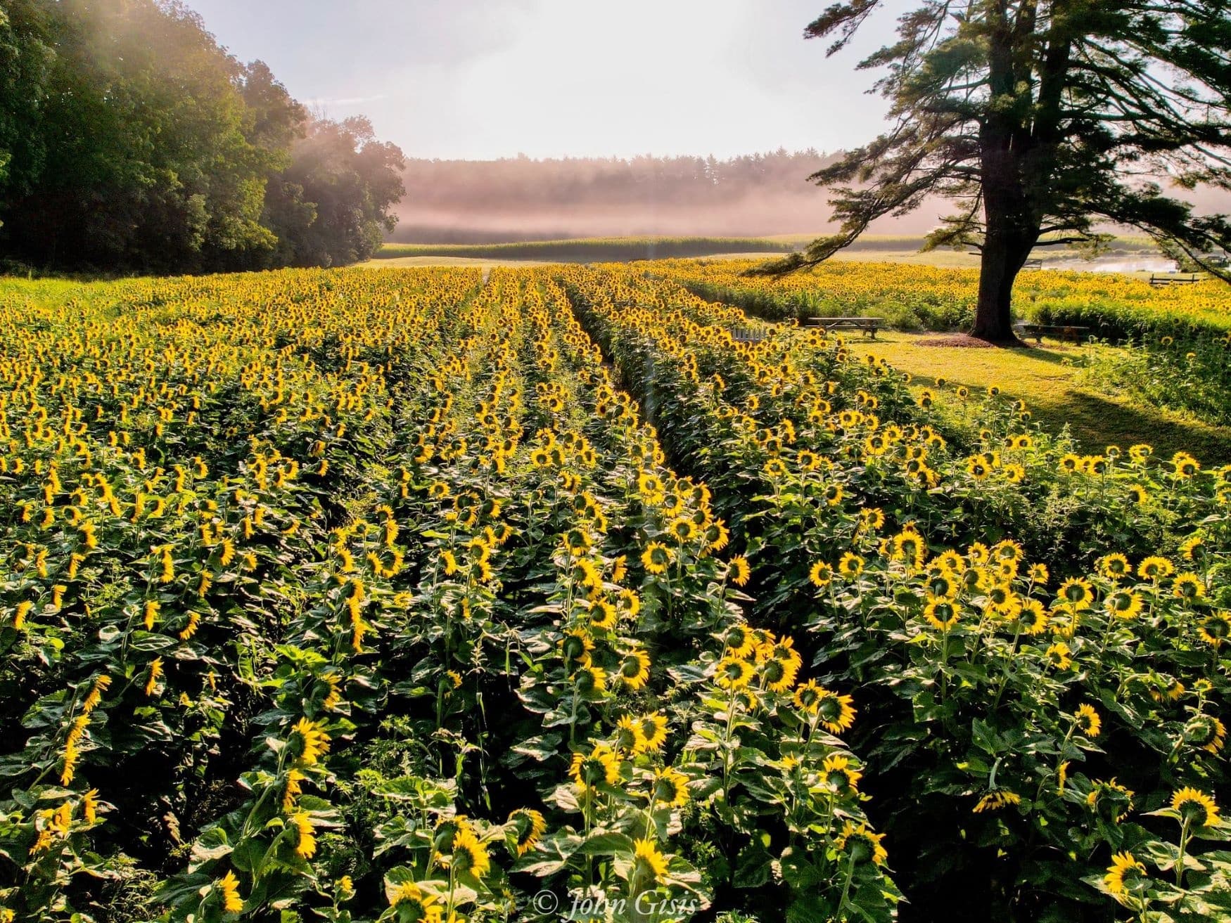 Sunrise in the Sunflowers at Coppal House Farm, NH
