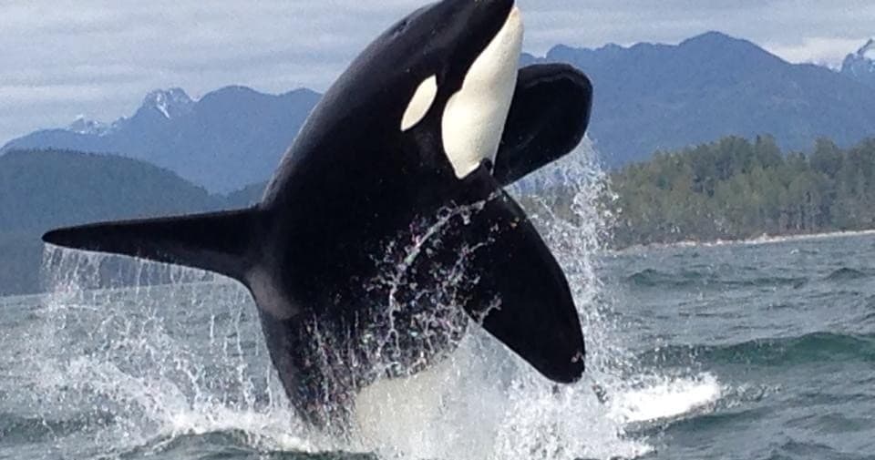 Orca breaching near coastal mountains during whale watching
