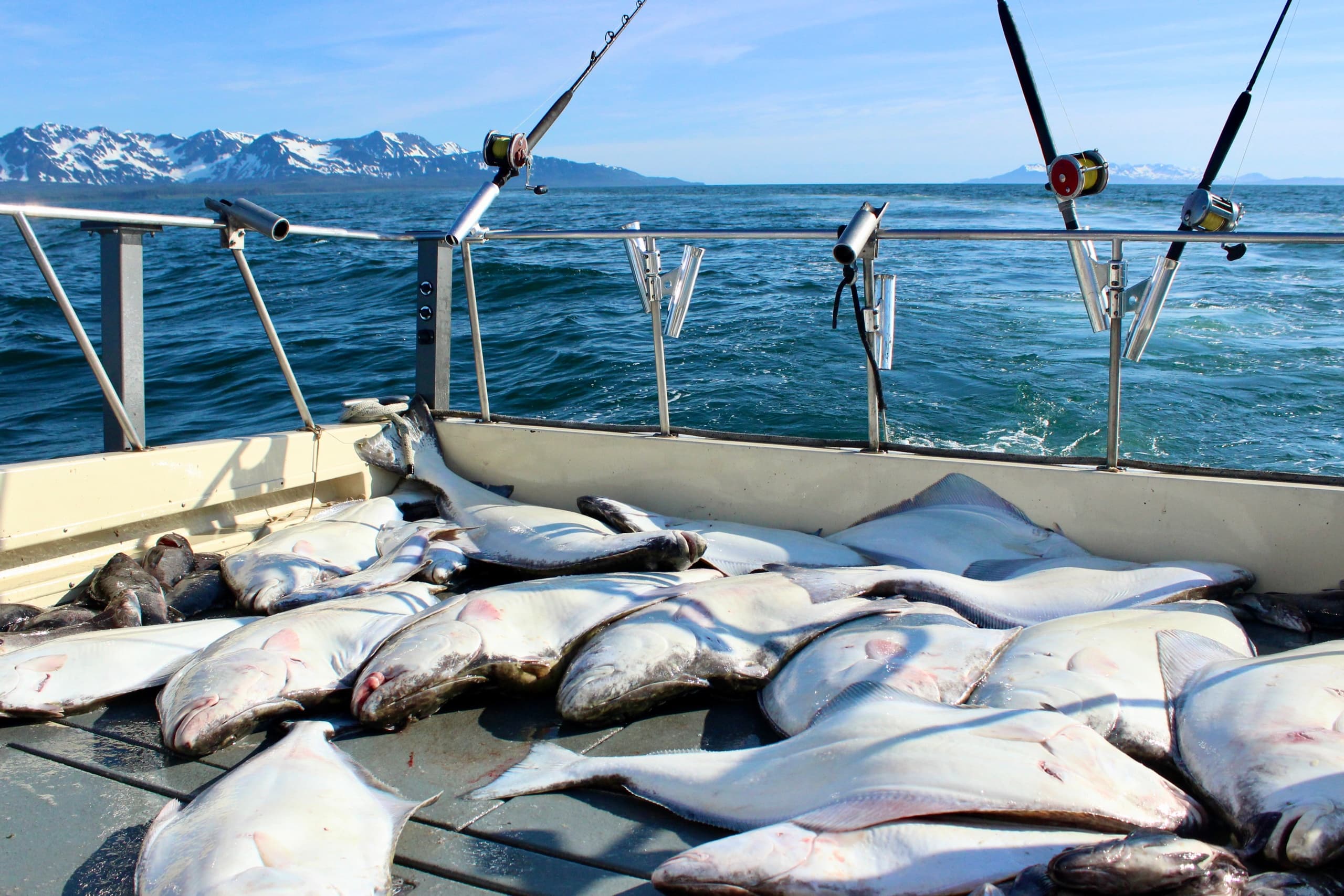 Freshly caught salmon on charter boat deck with coastal mountains