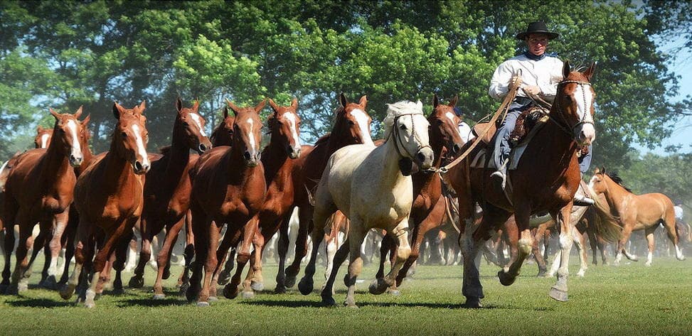 Gaucho Day Tour & Estancia Experience | Buenos Aires Tours