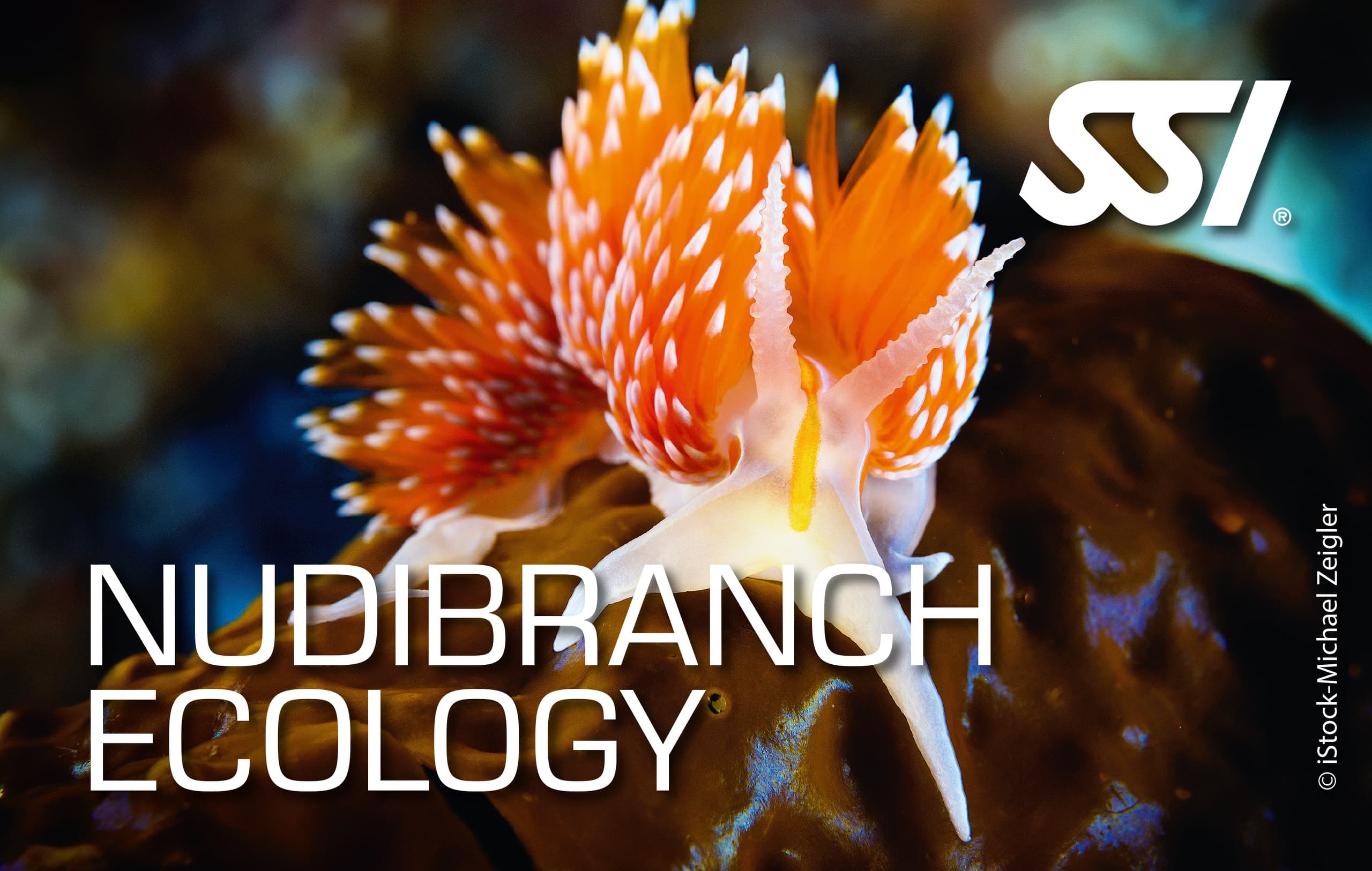 Tiny Marvels of the Reef: Nudibranch Ecology Course at Ramrod Key