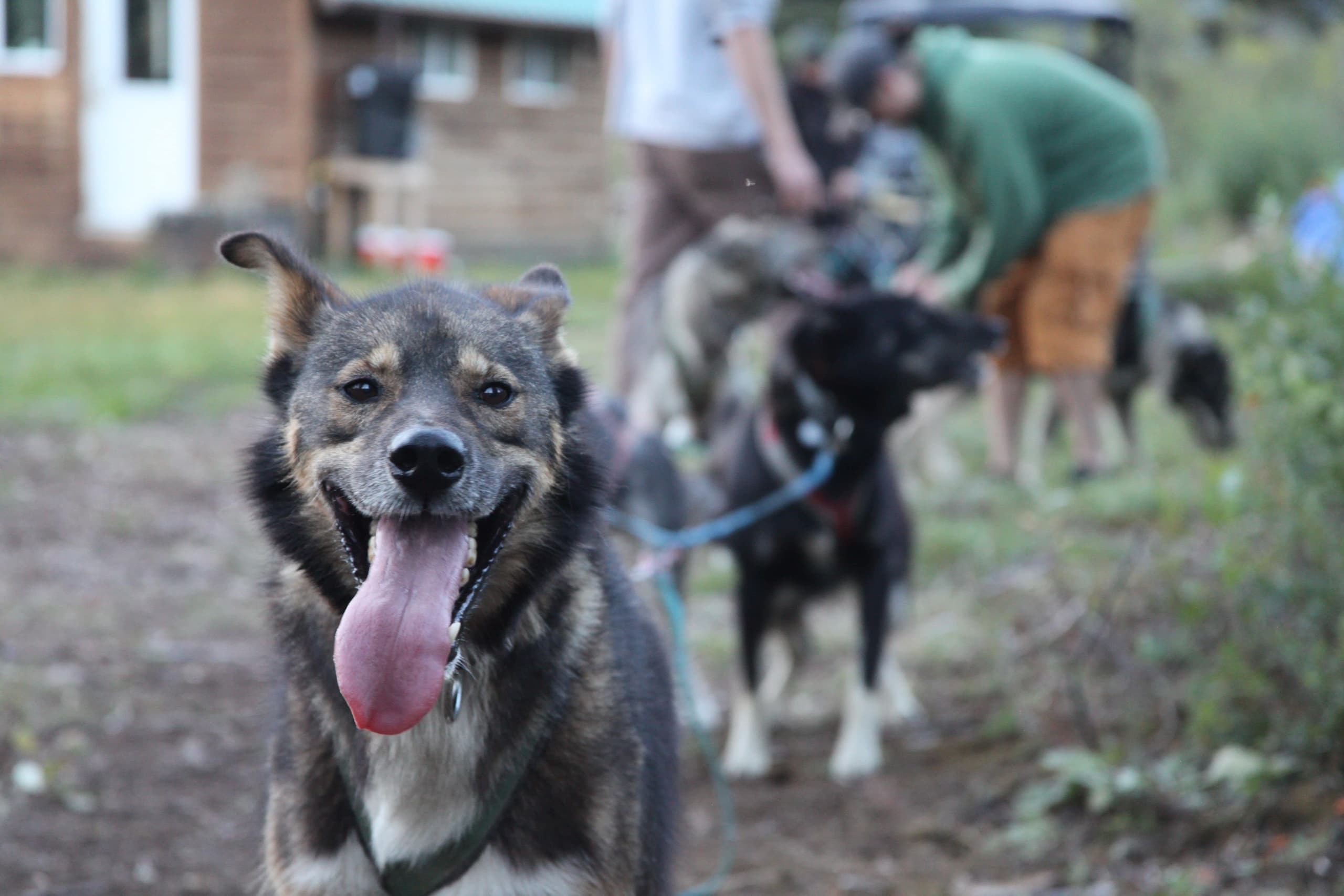 Waylons's Way Dog Sledding fleet