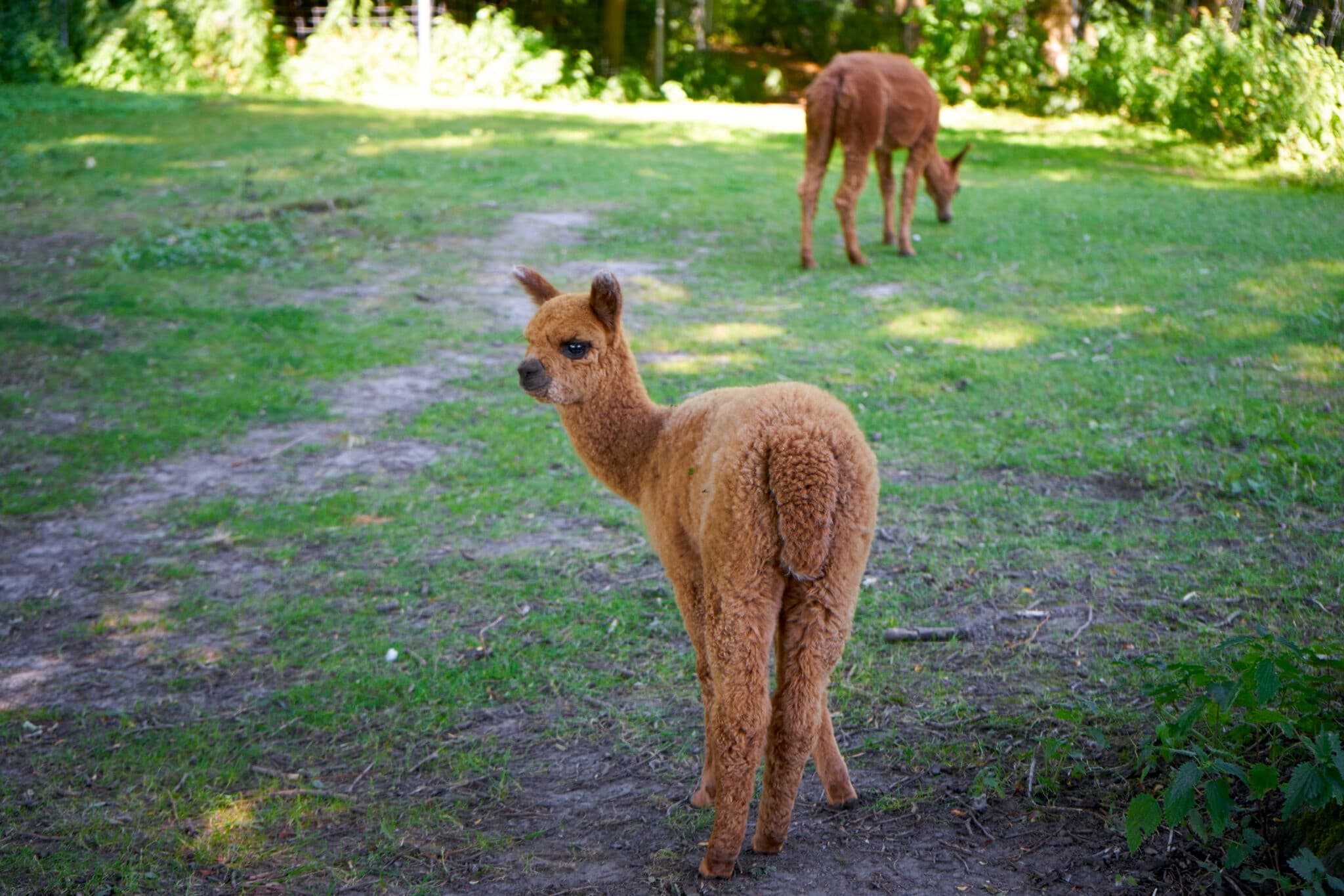 Brown alpaca standing in shaded grassy paddock near trees