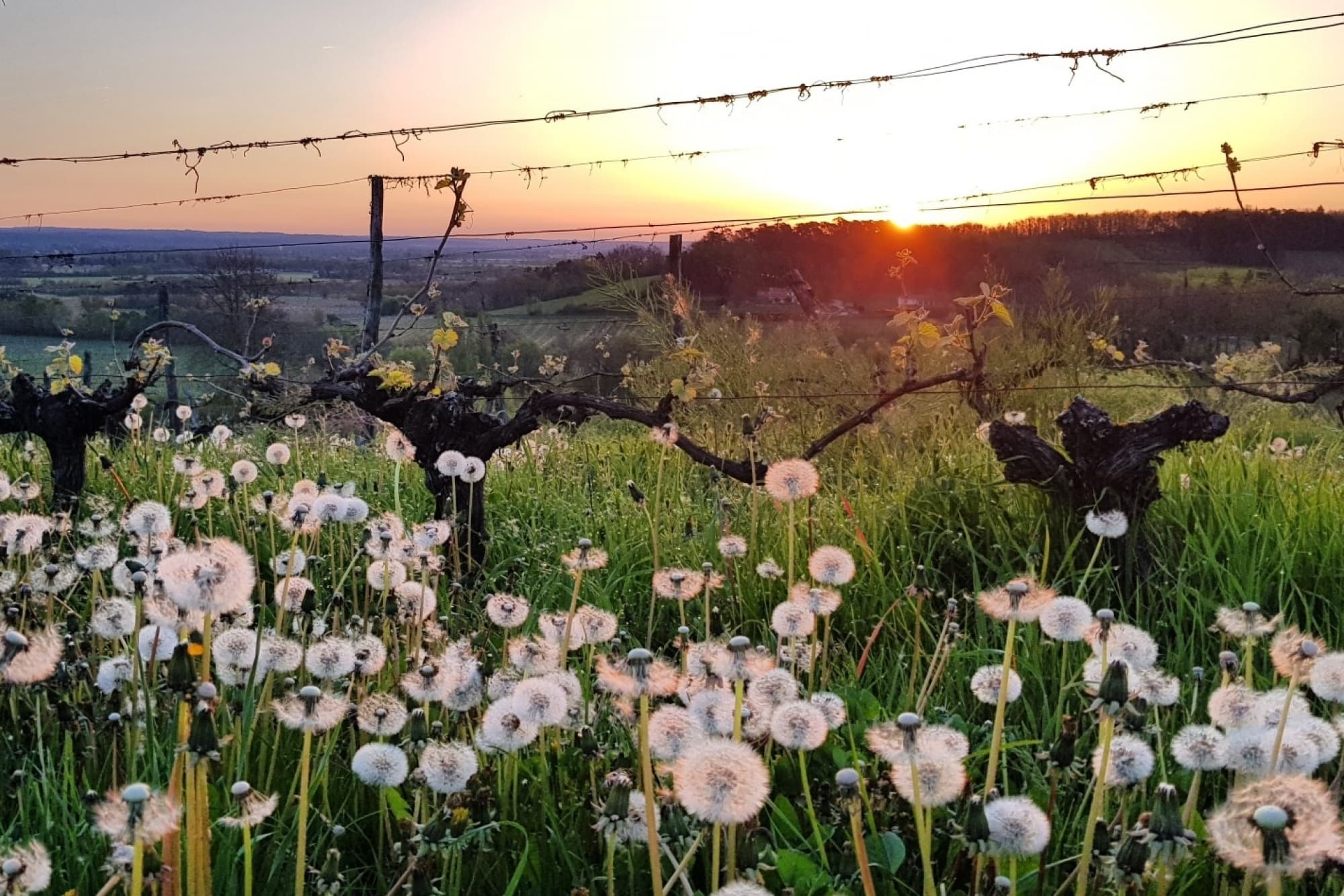 Two Hour Yoga in The Vines at Chateau Feely, France