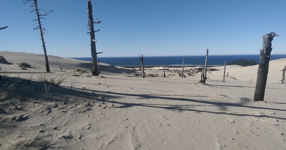 Wind-sculpted beach dunes and dead trees on ocean shoreline