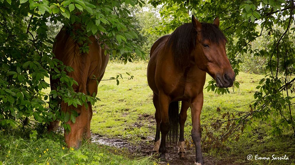 Two grazing horses sheltered beneath leafy tree on pasture