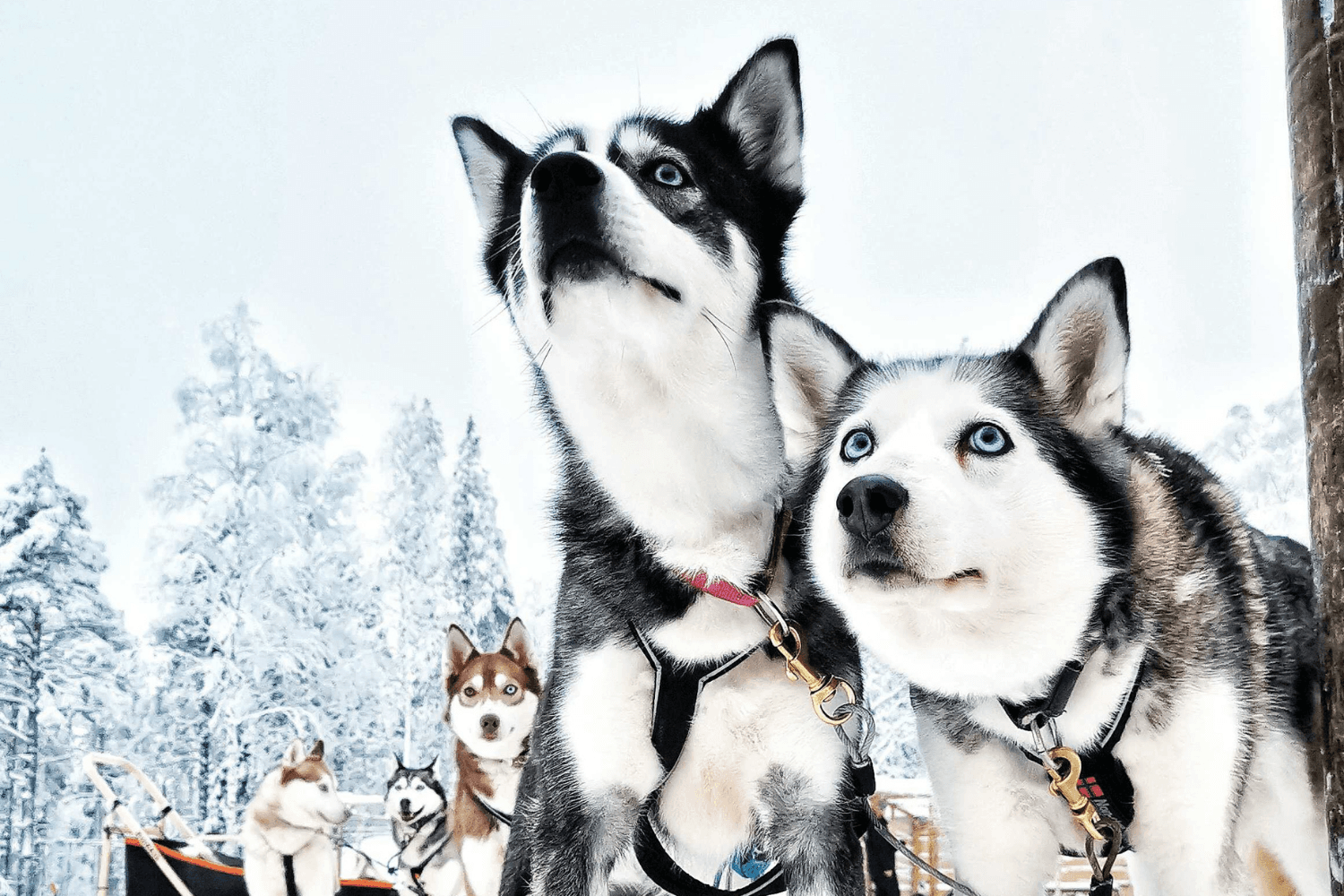 Husky Sledding at Apukka Resort in Rovaniemi