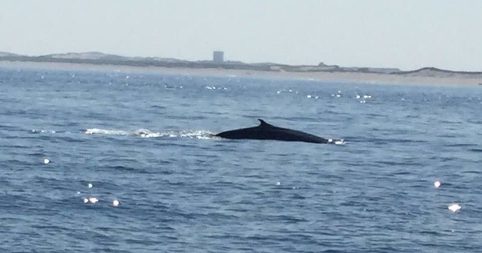 Marine Wildlife & Whale Watching with Beth Ann in Stellwagen Bank