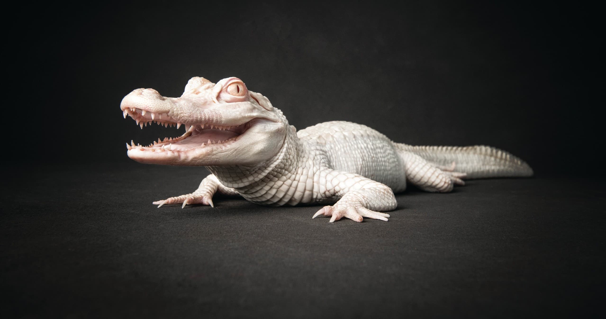 Alligator & Wildlife Discovery Center fleet