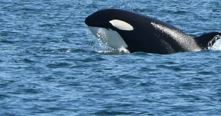 Orca & Whale Watching with Deer Harbor Charters – Eastsound, WA
