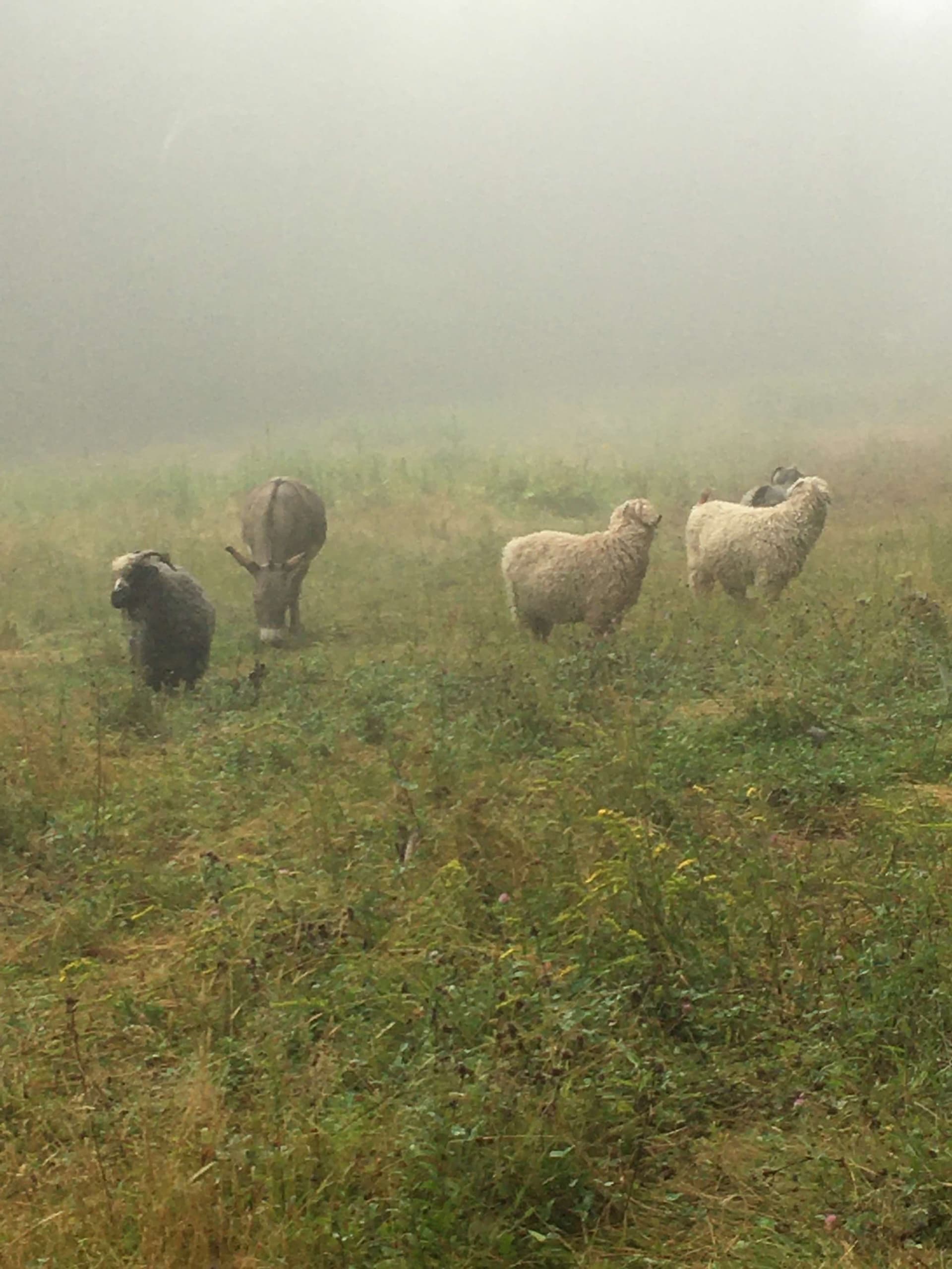 Donkey Walks and Pasture Visits in Searsport, Maine — Guided Gentle Farm Experiences photo 1