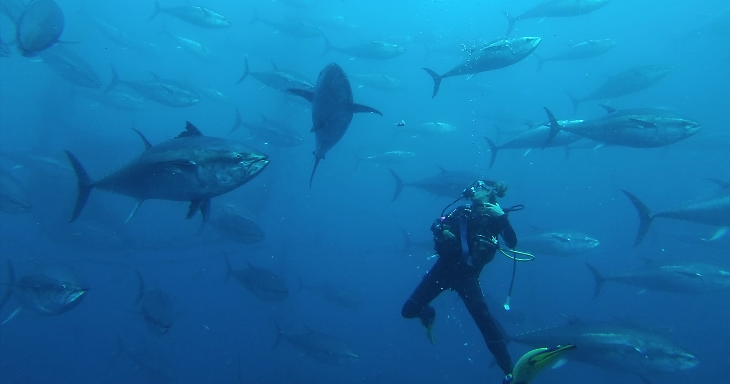 Water Activities with Tuna Tour Diving at Nautic Parc Costa Daurada