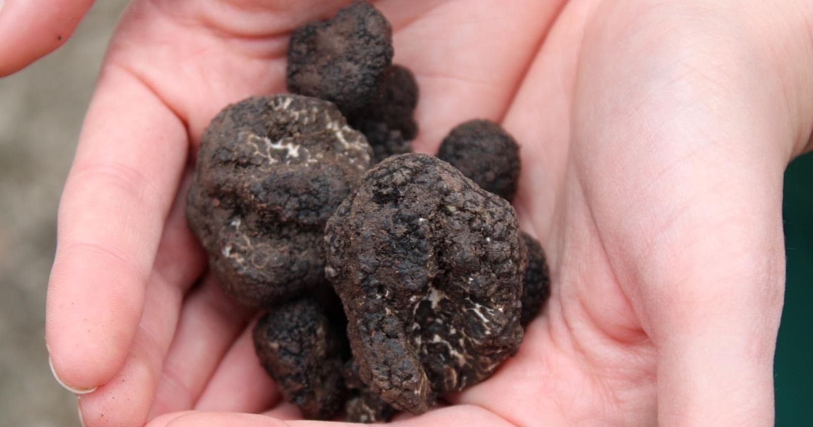 Truffle Hunting at Farm Experiences & Tours in Castel di Guido