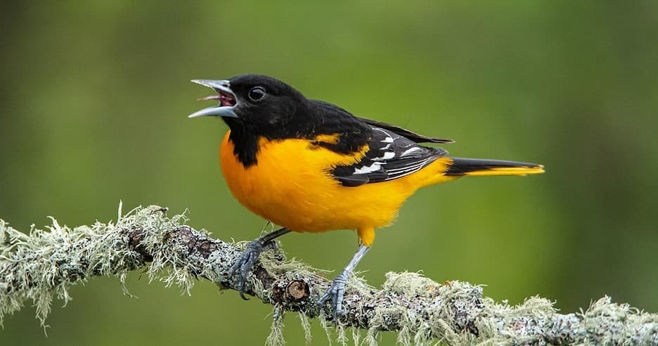 Columbia SC Bird Walk: 30+ Lexington County Hotspots with Captain Zach
