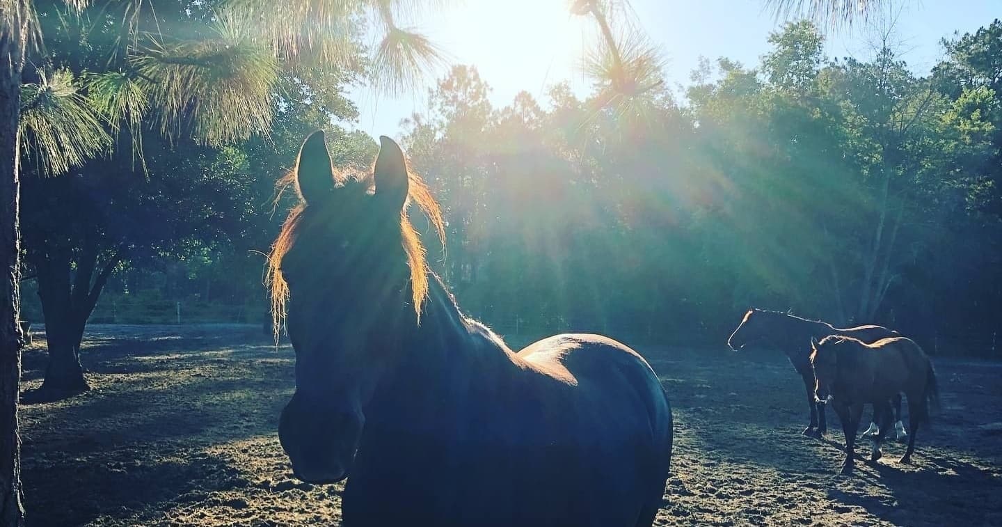 Brunch at the Barn Morning Ride: Sorrento Horseback Trail and Brunch