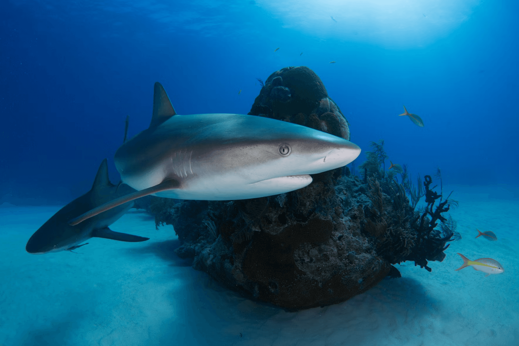 Bounty Hunters Shark Adventures fleet