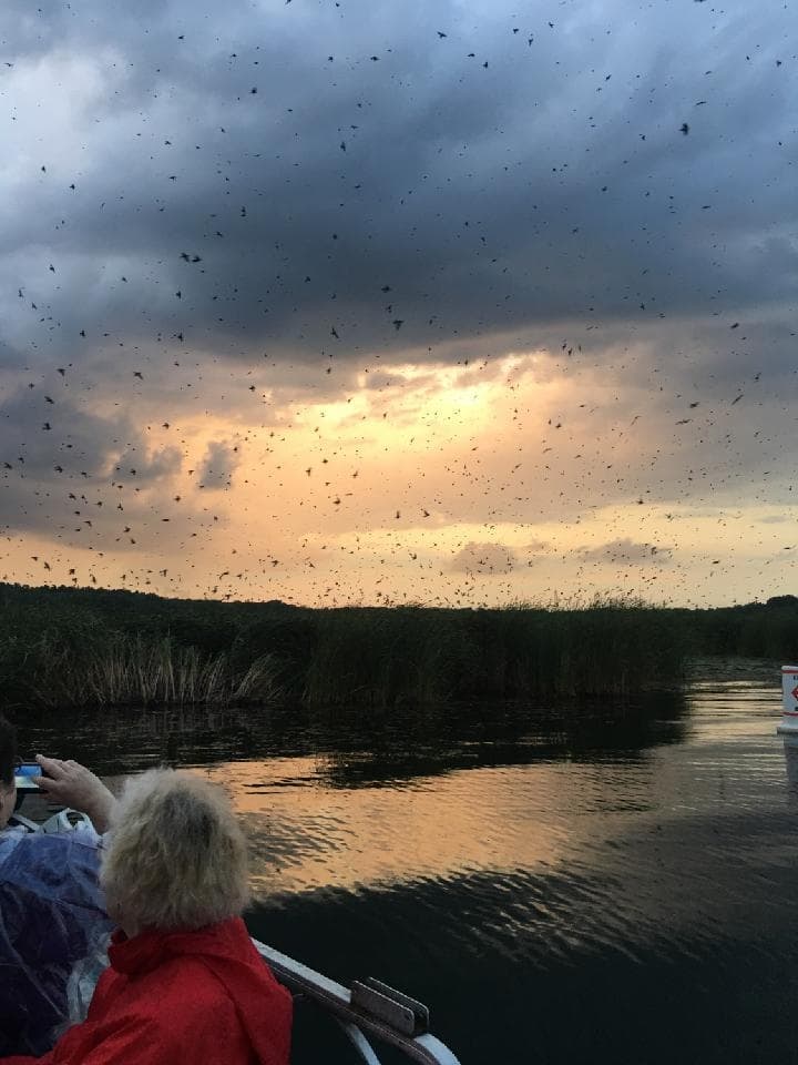 Boat tour watching purple martins at Portage Lakes at sunset