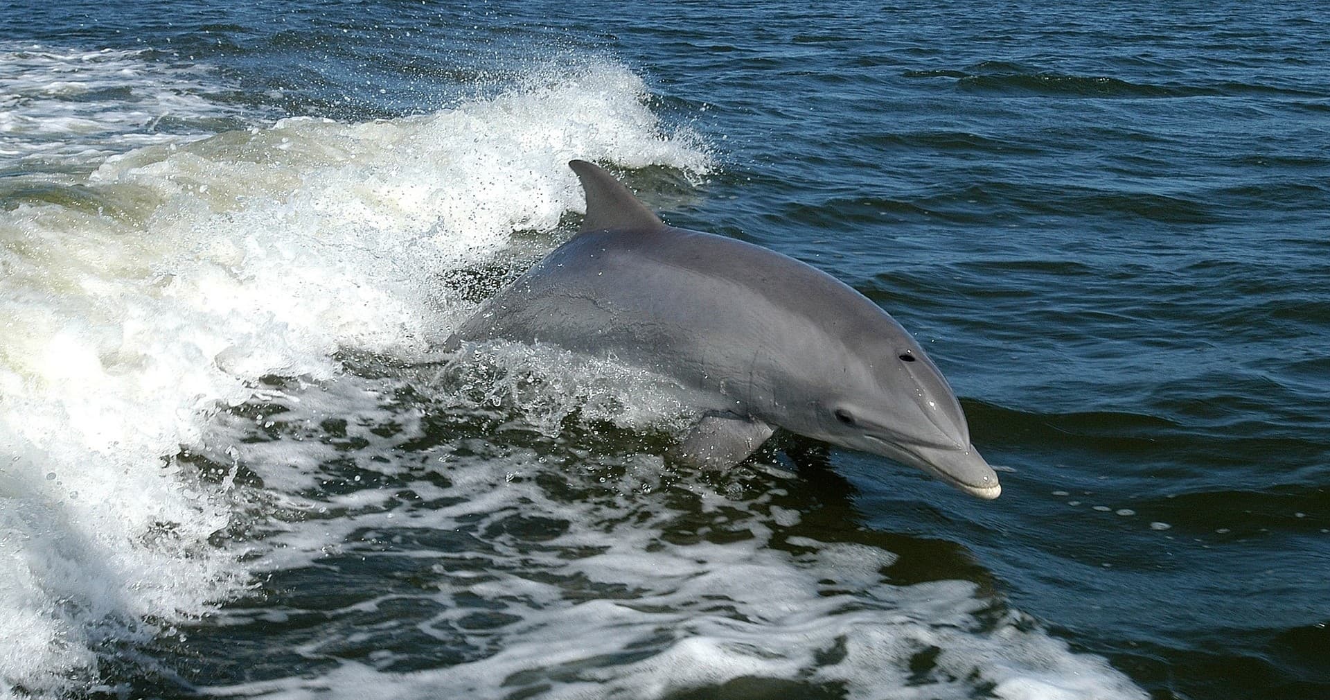 Panama City Beach Dolphin & Snorkeling Tour with Gabby's Dolphin Tours