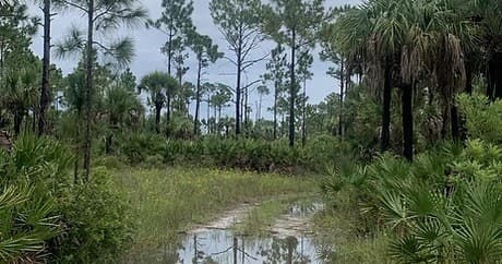 Fakahatchee Strand Safari with Everglades Jeep Tours in Florida