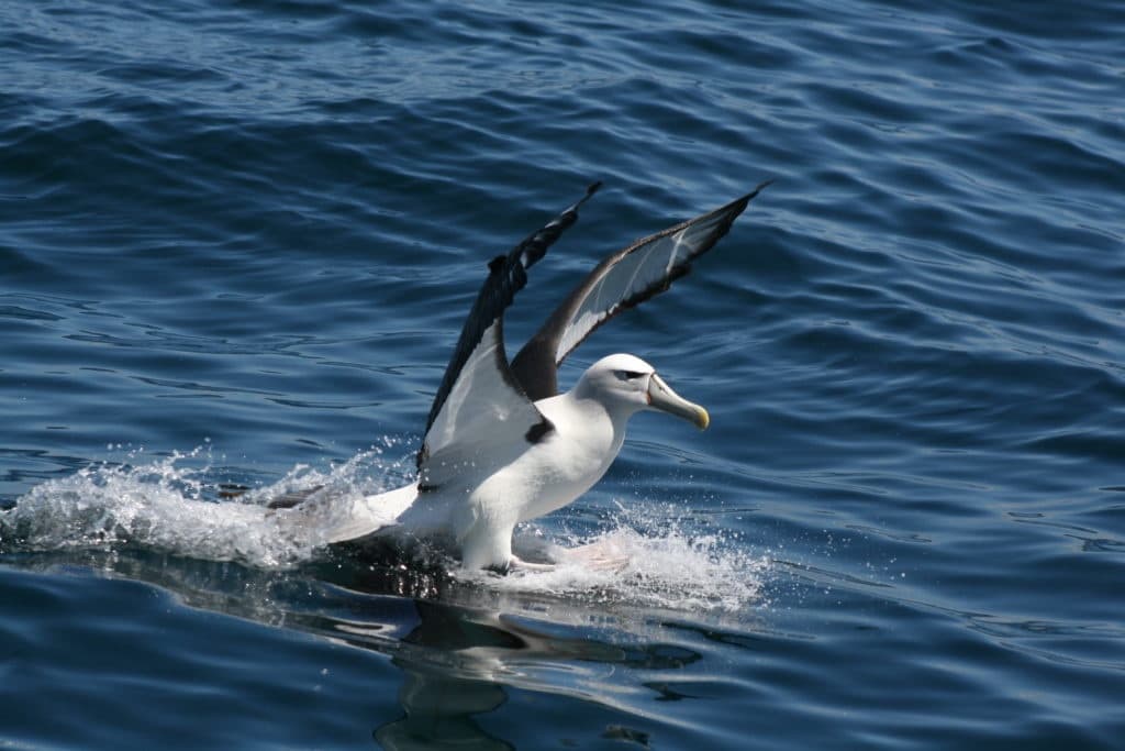 Pelagic Wildlife Tour with Rakiura Adventure Ltd