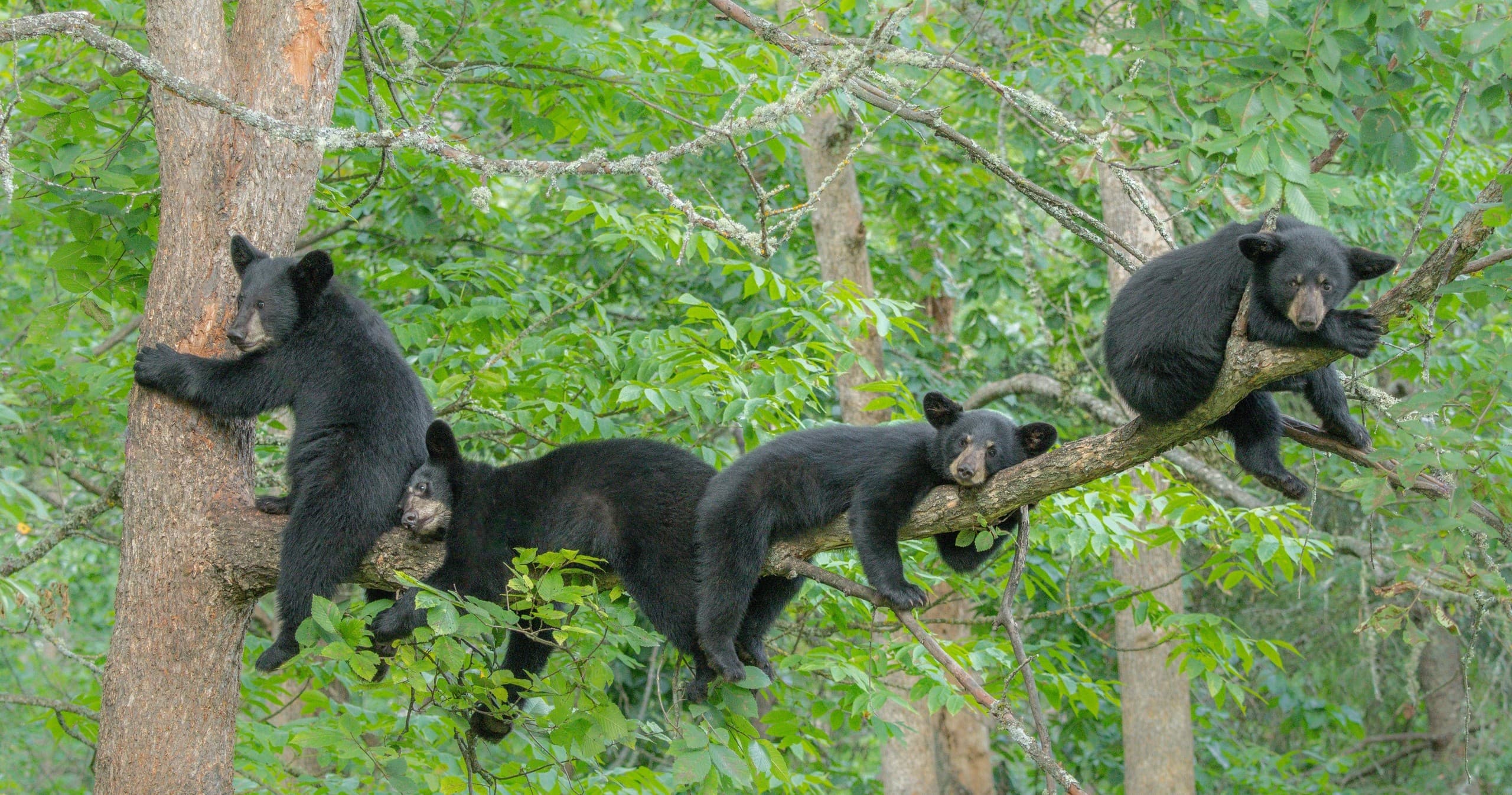 Black Bear Photography Workshop in Orr, Minnesota