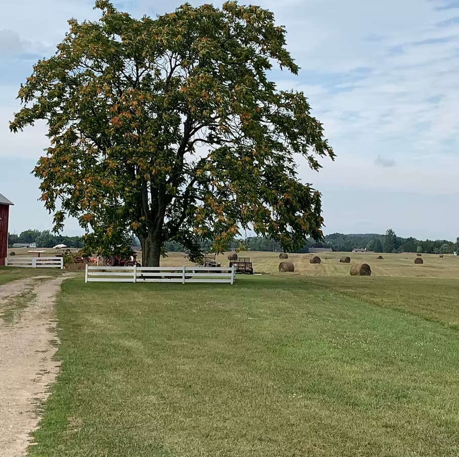 Large solitary tree over hay bales in expansive farm field
