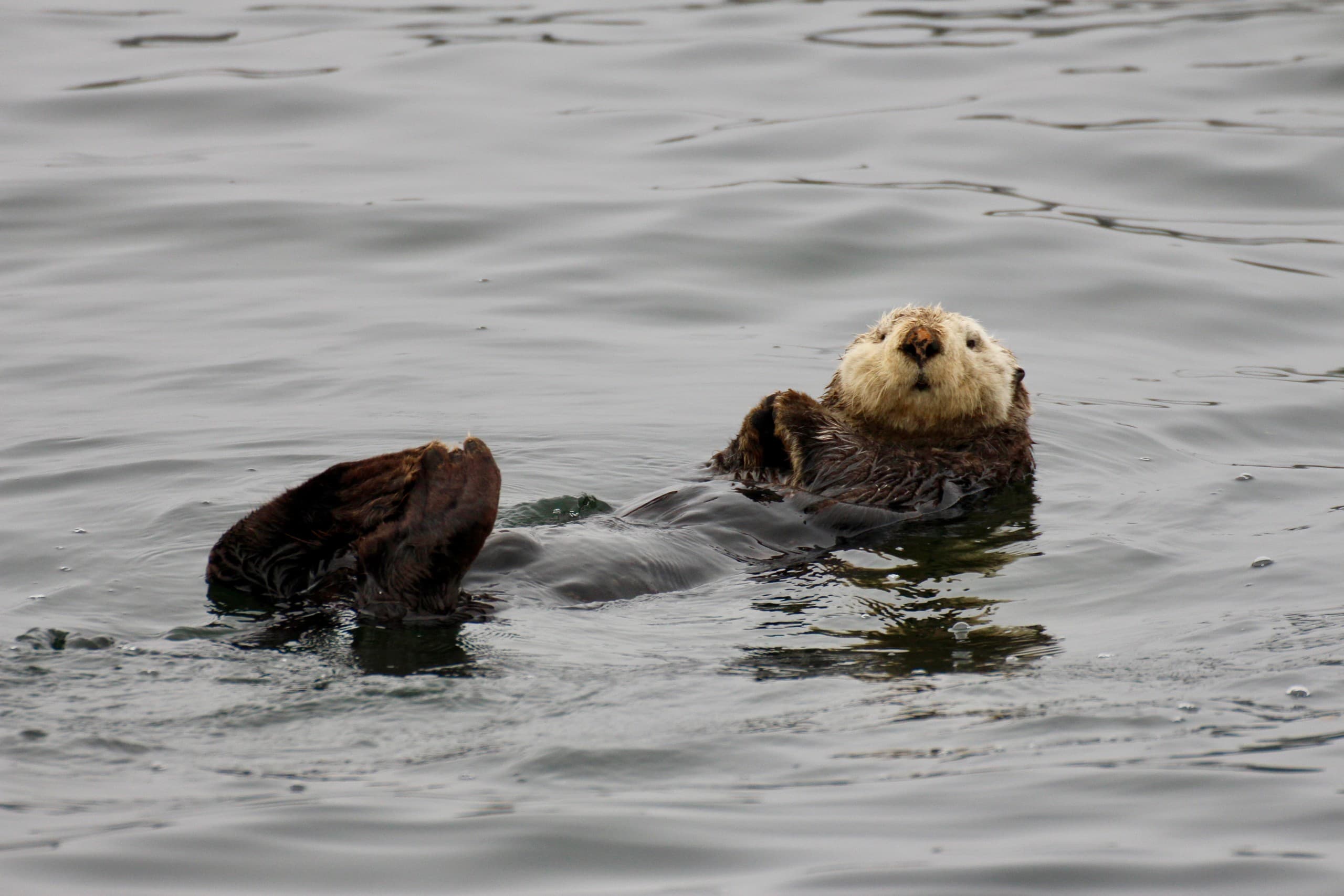 Ucluelet Whale Watching: Cameron Ocean Adventures Semi-Covered Wildlife Tour photo 1