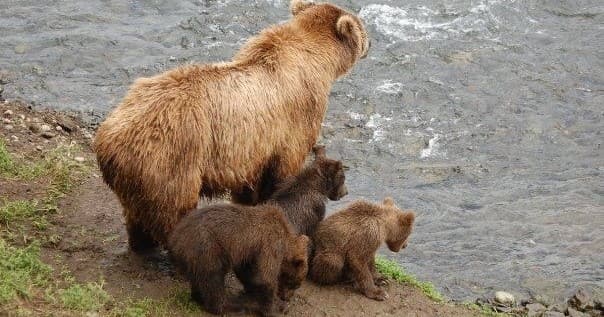 Lake Clark Bear Viewing Tour in Anchorage Alaska